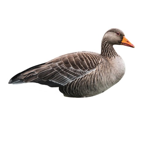 Final Approach Last Pass Greylag siluetti