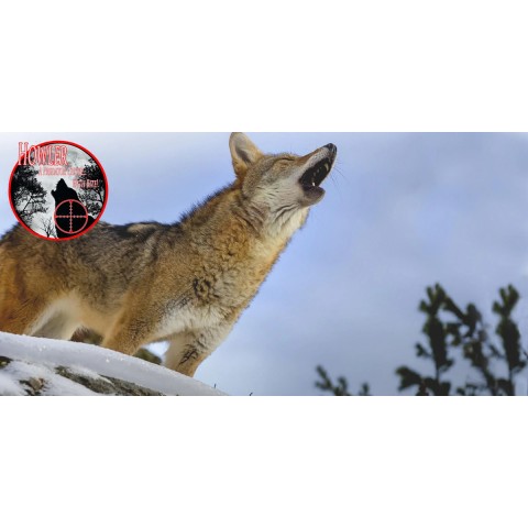 Kicks Howler, lyijy